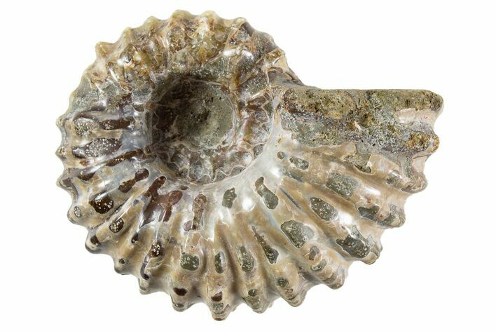 Bumpy Ammonite (Douvilleiceras) Fossil - Madagascar #343809